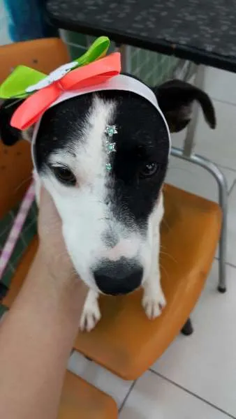 Cachorro raça SRD idade 2 anos nome Pituca