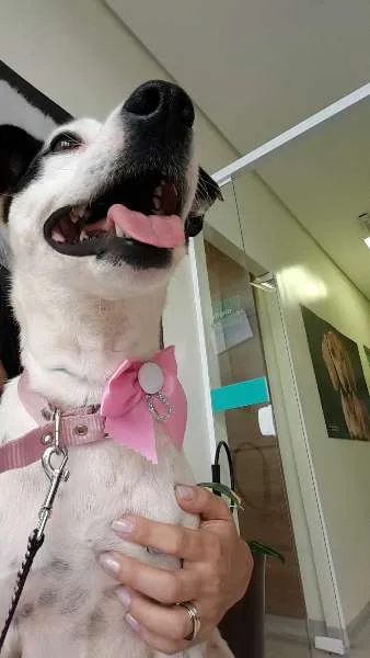 Cachorro raça SRD idade 2 anos nome Pituca