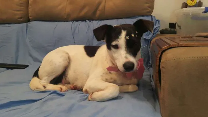 Cachorro raça SRD idade 2 anos nome Pituca