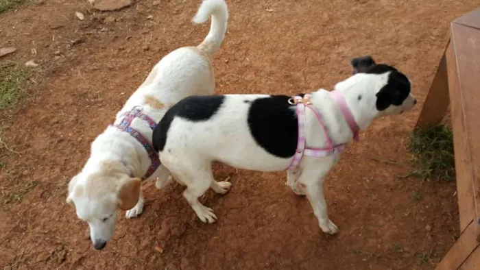 Cachorro raça SRD idade 2 anos nome Pituca