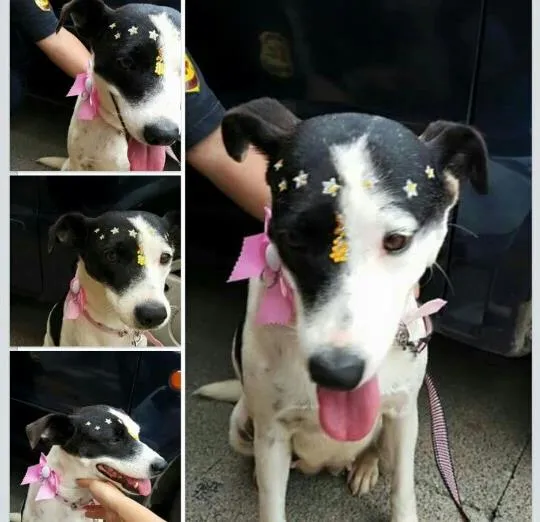 Cachorro raça SRD idade 2 anos nome Pituca