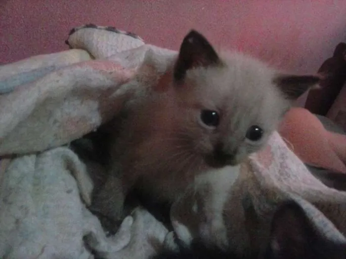 Gato raça  idade Abaixo de 2 meses nome lua