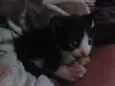 lua