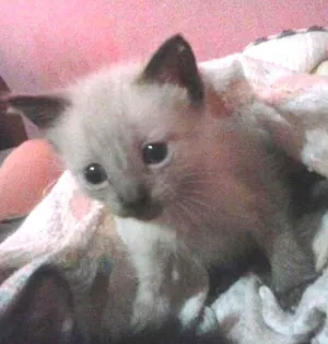 Gato raça  idade Abaixo de 2 meses nome lua