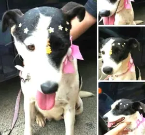 Cachorro raça SRD idade 2 anos nome Pituca