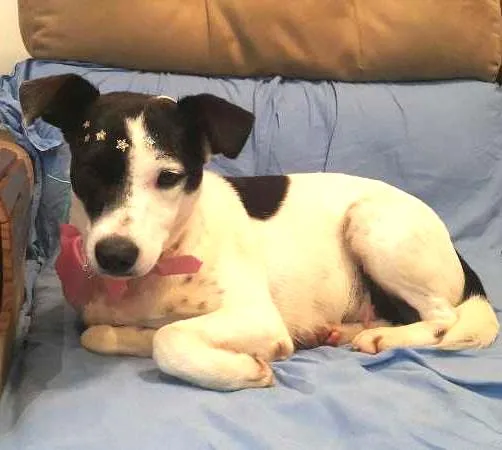 Cachorro raça SRD idade 2 anos nome Pituca