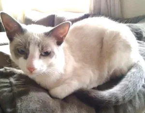 Gato raça SRD idade 7 a 11 meses nome SHAY