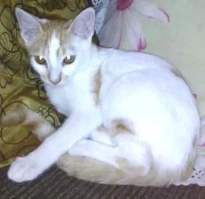 Gato raça SRD idade 2 a 6 meses nome Cindy e Mel