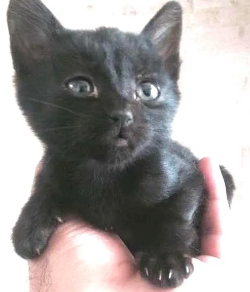 Gato ra a SRD idade 2 a 6 meses nome Sem nome 
