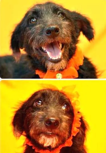 Cachorro ra a SRD idade 3 anos nome RUTE