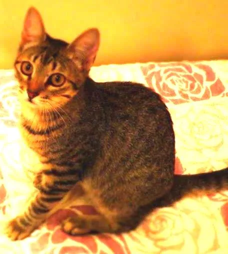Gato ra a SRD idade 1 ano nome Pandora - castrada,
