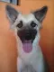 Cachorro raça raça não definida idade 1 ano nome Snoow