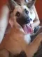 Cachorro ra a raça não definida idade 1 ano nome Snoow