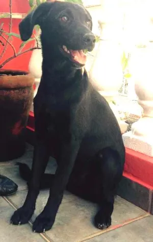 Cachorro raça sem raça idade 2 a 6 meses nome Lili