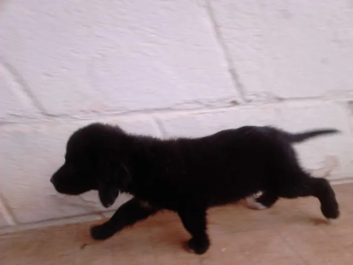 Cachorro raça SRD idade 2 a 6 meses nome TICA E TECA