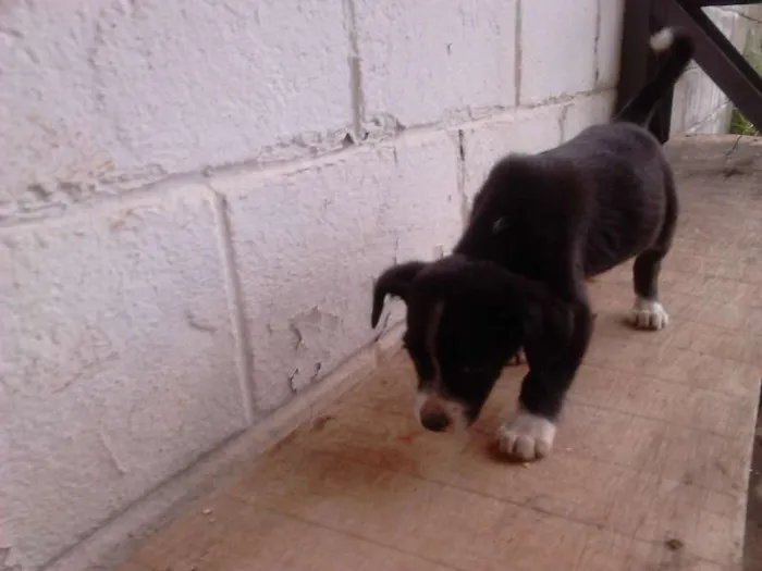 Cachorro raça SRD idade 2 a 6 meses nome TICA E TECA