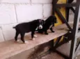 TICA E TECA