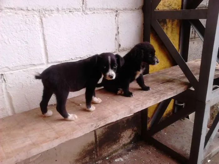 Cachorro raça SRD idade 2 a 6 meses nome TICA E TECA