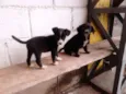 TICA E TECA