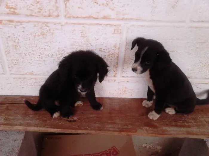 Cachorro raça SRD idade 2 a 6 meses nome TICA E TECA