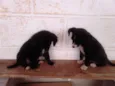 TICA E TECA