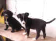 TICA E TECA