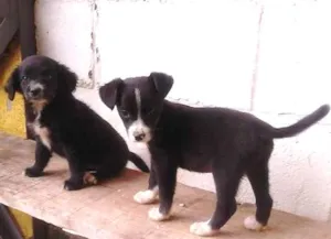 Cachorro raça SRD idade 2 a 6 meses nome TICA E TECA