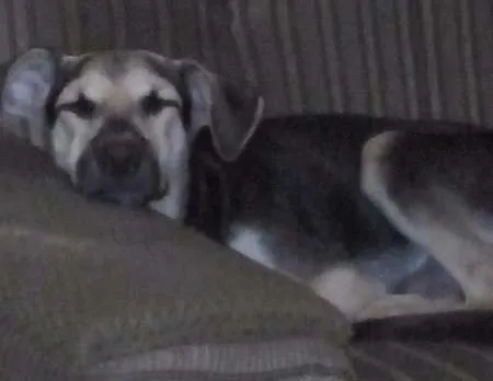 Cachorro ra a SRD idade 7 a 11 meses nome Thor