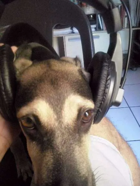 Cachorro ra a SRD idade 7 a 11 meses nome Thor