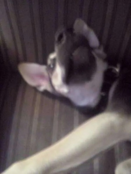 Cachorro ra a SRD idade 7 a 11 meses nome Thor