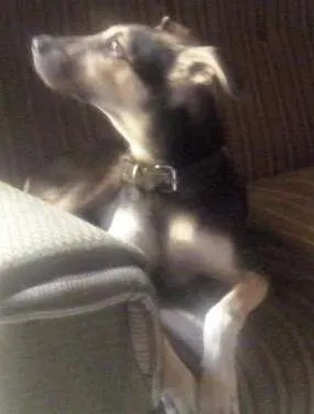 Cachorro ra a SRD idade 7 a 11 meses nome Thor