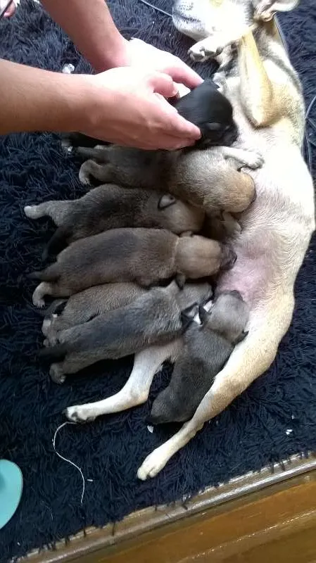 Cachorro ra a indefinida  idade Abaixo de 2 meses nome bebê 