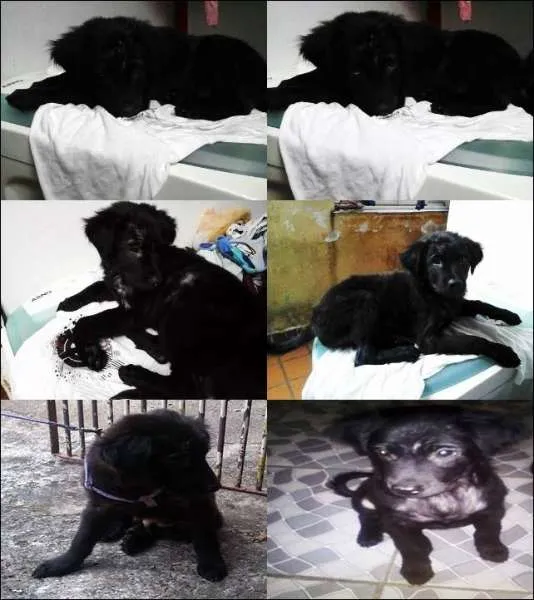 Cachorro ra a Indefinida idade 2 a 6 meses nome Max