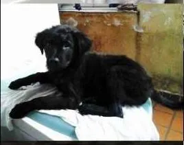 Cachorro ra a Indefinida idade 2 a 6 meses nome Max