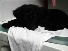 Cachorro ra a Indefinida idade 2 a 6 meses nome Max
