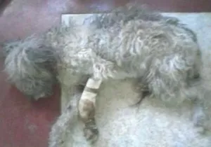 Cachorro raça Poodle idade 1 ano nome nao sei