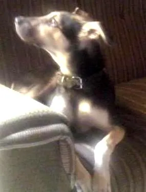 Cachorro raça SRD idade 7 a 11 meses nome Thor