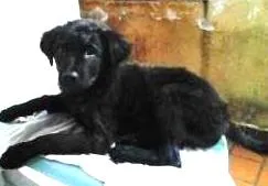 Cachorro ra a Indefinida idade 2 a 6 meses nome Max