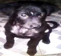 Cachorro ra a Indefinida idade 2 a 6 meses nome Max