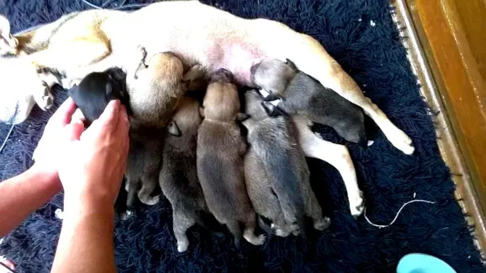 Cachorro ra a indefinida  idade Abaixo de 2 meses nome bebê 