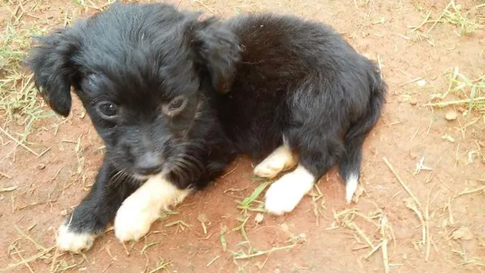 Cachorro raça pudol mestiço idade Abaixo de 2 meses nome nao tem