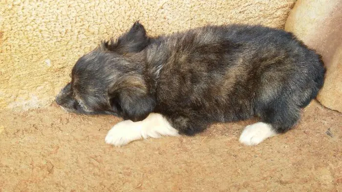 Cachorro raça pudol mestiço idade Abaixo de 2 meses nome nao tem