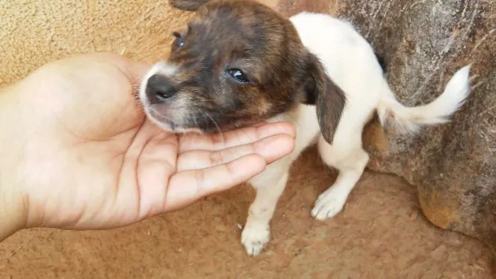 Cachorro raça pudol mestiço idade Abaixo de 2 meses nome nao tem