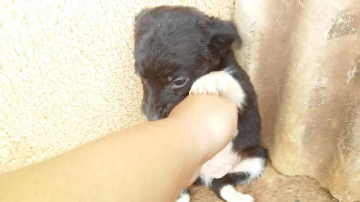 Cachorro raça pudol mestiço idade Abaixo de 2 meses nome nao tem