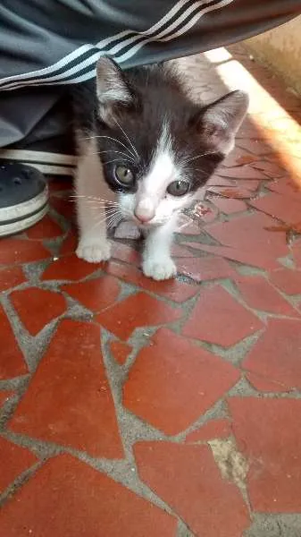 Gato raça Desconhecida idade Abaixo de 2 meses nome Frajola