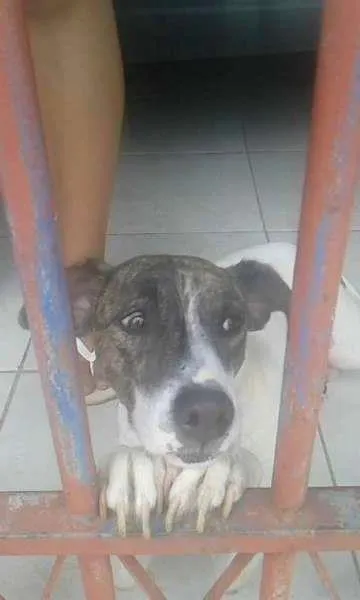 Cachorro ra a srd idade 3 anos nome lili