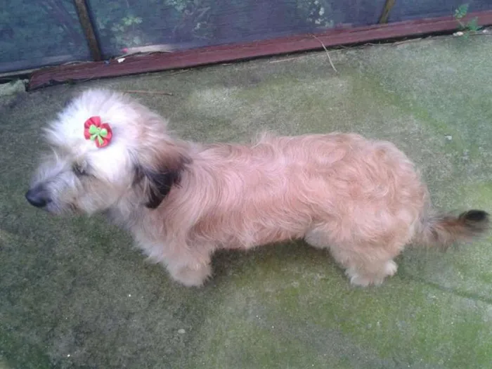 Cachorro ra a SRD idade 1 ano nome MENINA