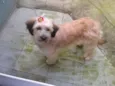 MENINA