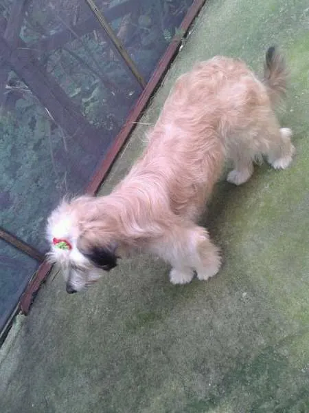 Cachorro ra a SRD idade 1 ano nome MENINA