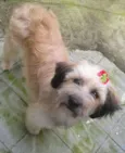 MENINA
